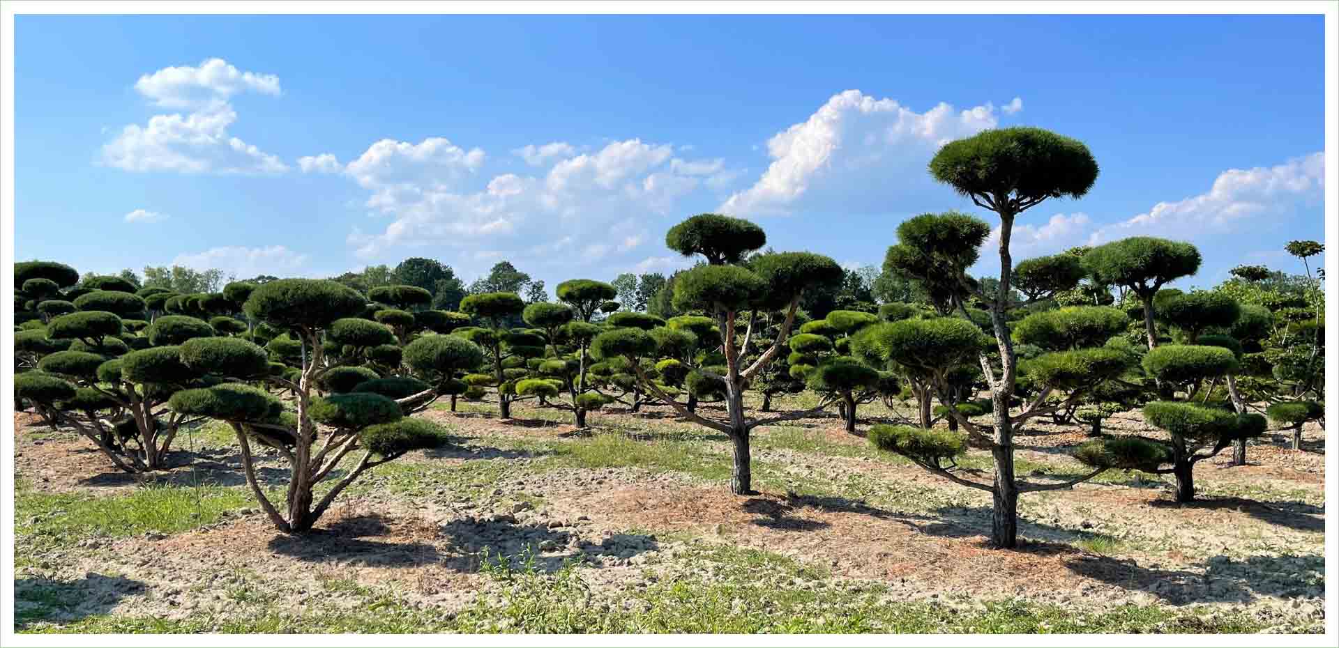 drzewa bonsai, niwaki do ogrodu